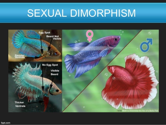 Sexual dimorphism of fish Ass butt woman